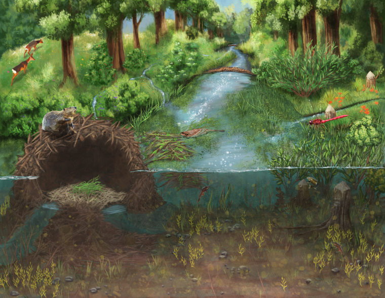 10,000 Wetlands: Using Beaver-based Restoration to Enhance Watershed Resilience